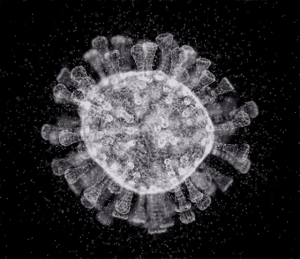 image of corona virus under microscope