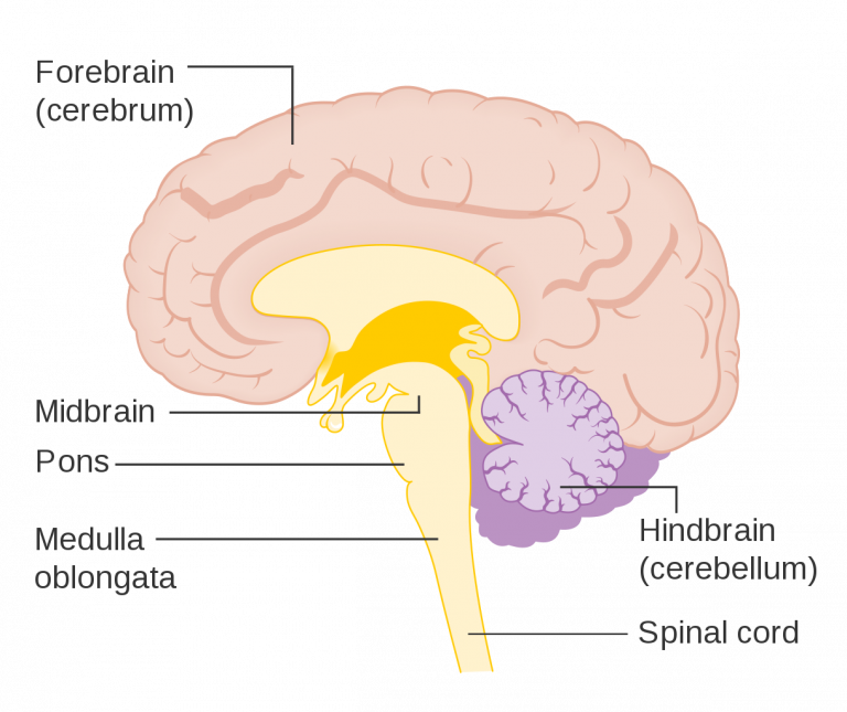 This is a simplified side-view diagram of the human brain. The largest part, the forebrain (cerebrum), is shown at the top in light pink and makes up most of the brain’s mass. It is responsible for higher thinking, decision-making, emotions, and voluntary movements.Toward the back and lower part of the brain, a smaller purple structure is labeled the hindbrain (cerebellum). This region coordinates balance, posture, and fine motor movements. Running downward from the middle is the brainstem, shown in yellow. The brainstem connects the brain to the spinal cord and controls essential life functions. The brainstem includes: The midbrain, involved in movement and sensory processing. The pons, which relays signals between different parts of the brain and supports sleep and breathing. The medulla oblongata, which regulates automatic functions like heart rate and breathing. Finally, the spinal cord extends downward from the brainstem, serving as the communication pathway between the brain and the rest of the body.
