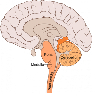 The hindbrain consists of the cerebellum, medulla oblongata, and the pons. It plays the extremely important role of connecting the brain to the rest of the body via the spinal cord