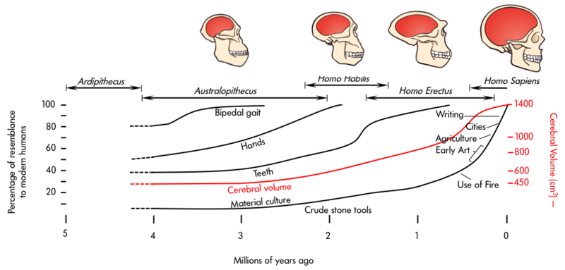 Changes in cerebral volume across evolution – from Ardipithecus to Australopithecus to Homo Habilis to Homo Erectus to Homo Sapiens with the former having the least brain volume and the latter having the most.