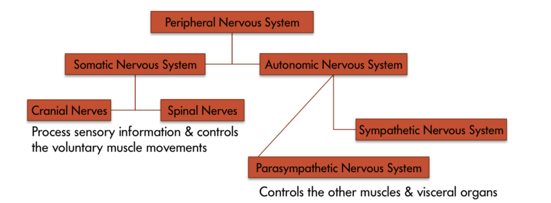 The various components of the peripheral nervous system – the peripheral nervous system consists of two parts – the somatic and the autonomic nervous system. Somatic nervous system is comprised of cranial nerves and spinal nerves which process sensory information and control the voluntary muscle movements. And the autonomic nervous system is comprised of the sympathetic nervous system and the parasympathetic nervous system which control other muscles and visceral organs.