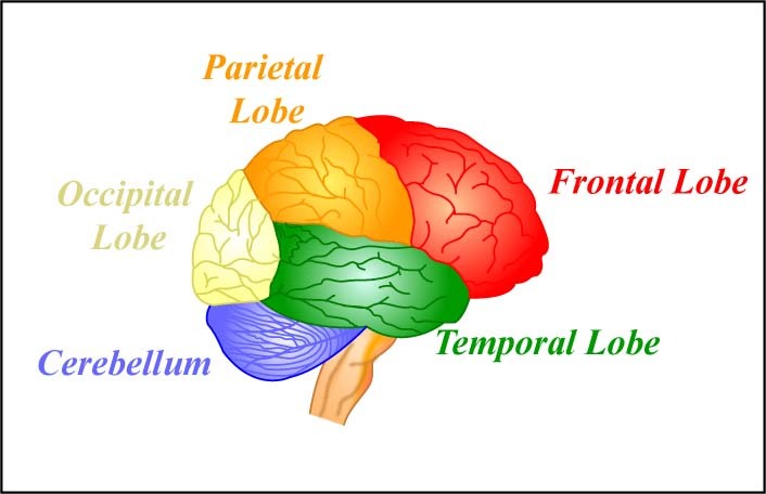 The four lobes of the brain and the cerebellum. [Image: MIT OpenCourseWare, https://goo.gl/RwUEVt, CC BY-NC-SA 2.0, https://goo.gl/Toc0ZF]