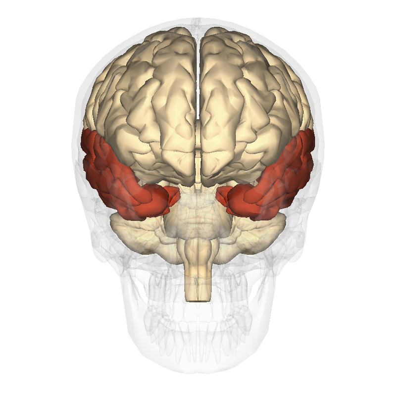 Model of the human brain with temporal lobes highlighted.