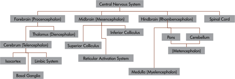 The central nervous system and its components – the CNS is comprised of 4 major distinct components: the Forebrain, the Midbrain, the Hindbrain and the Spinal Cord. The Forebrain, or Prosencephalon is comprised of Thalamus (Diencephalon), Cerebrum (Telencephalon), and the Cerebrum, is in turn comprised of Isocortex, the Limbic System and Basal Ganglia. The Midbrain or Mesencephalon is composed of Superior and Inferior Colliculi and the Reticular Activation System. The Hindbrain, or Rhombencephalon contains Medulla, Pons and Cerebellum with the latter two being a part of the Metencephalon.