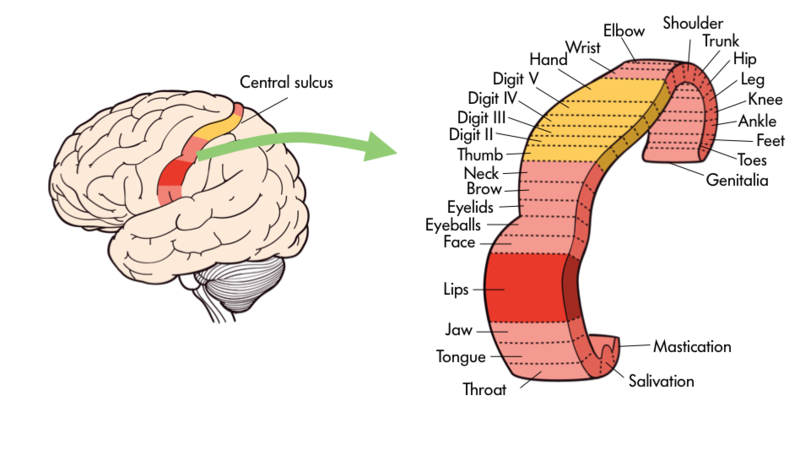 Specific body parts being mapped out onto the brain’s Central Sulcus. Like throat and surrounding areas, face and surrounding areas, neck, hand, arm, digits and the surrounding areas, trunk, the leg and surrounding areas, and genitalia.