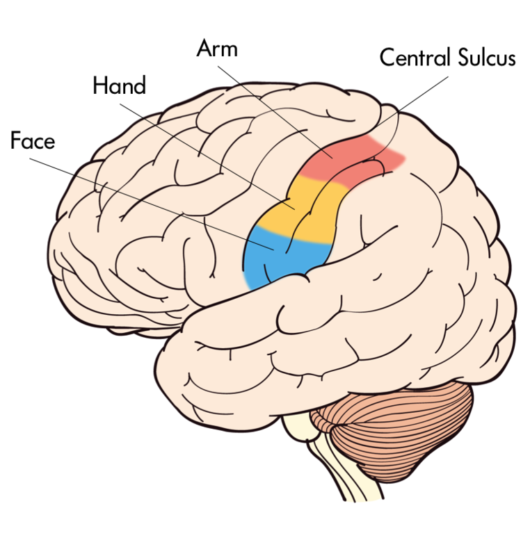 The Primary Somatosensory Cortex provides innervation to face, hand, arm among other body parts.