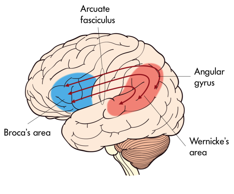 This image depicts Broca’s and Wernicke's areas in the brain with Broca’s being more anterior and Wernicke’s more posterior relative to one another with Arcuate Fasciculus in-between.