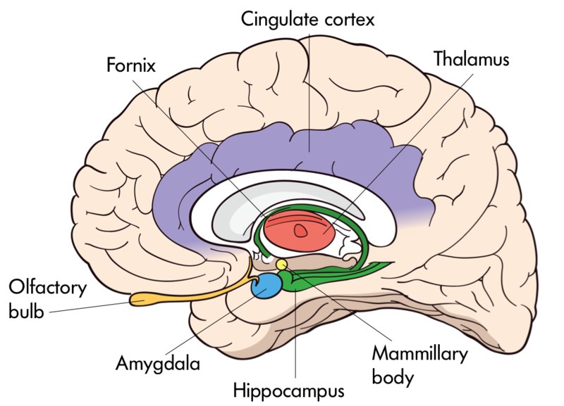 The interior of the brain with organelles including: Olfactory Bulb, Fornix, Cingulate Cortex, Thalamus, Mammillary Body, Hippocampus, and Amygdala.