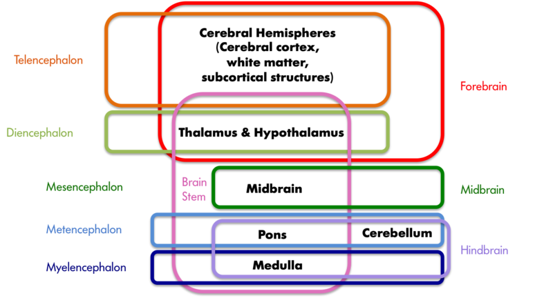 Figure 2. A sample of neuroanatomy nomenclature. The colored boxes indicate the different groupings of the seven structures printed in black, with the labels matching the color of the boxes. The hindbrain, midbrain, and forebrain nomenclature stems from the development of the vertebrate brain; these three areas differentiate early in embryonic development and later give rise to the structures listed in black. These three areas further subdivide into the telencephalon, diencephalon, mesencephalon, metencephalon, and myelencephalon at a later stage of development.